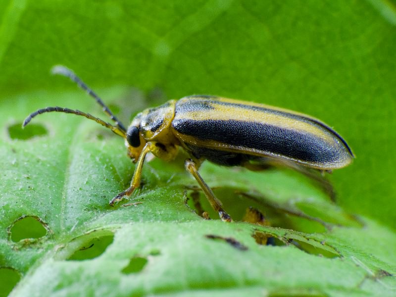 Xanthogaleruca luteola (O.F. Müller, 1776)